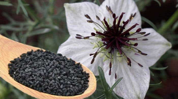 Nigella Chimen negru - Herbagetica, 60 capsule (Cancer) - daltilia.es